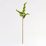 Millet Stem [MUSHMILSTW26]