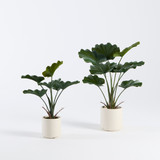 Artificial Potted Fan Palm [MUSHPOTFPW26]