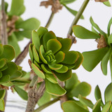 Artificial Echeveria Succulent Stem [MUSHECHBW26]