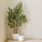 Artificial Olive Grove Tree in 215cm by MUSE | Pillow Talk