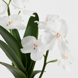 Lola Artificial Vanda Orchid in Vase [MUSHLOVLOW26]