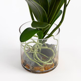 Lola Artificial Vanda Orchid in Vase [MUSHLOVLOW26]