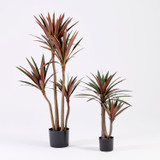 Burgundy Yucca Plant [MUSHBURYPS26]