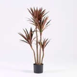 Burgundy Yucca Plant [MUSHBURYPS26]