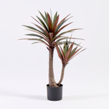 Burgundy Yucca Plant [MUSHBURYPS26]