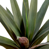 Burgundy Yucca Plant [MUSHBURYPS26]