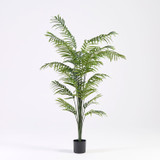 Green Areca Palm [MUSHGREAPS26]