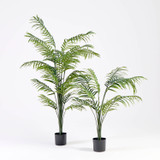Green Areca Palm [MUSHGREAPS26]