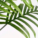 Green Areca Palm [MUSHGREAPS26]