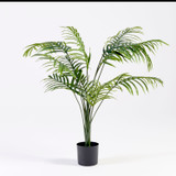 Green Areca Palm [MUSHGREAPS26]