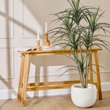 Dracaena Plant in 170cm by MUSE | Pillow Talk