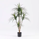 Dracaena Plant [MUSHDRAPS26]