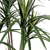 Dracaena Plant [MUSHDRAPS26]