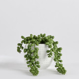 Avalon Jelly Bean Artificial Potted Succulent in JellyBean by MUSE | Pillow Talk