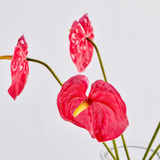 Summer Artificial Anthurium Stem [MUSHSUMAS26]