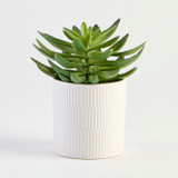 Jett Artificial Potted Succulent [MUSHJETSS26B]