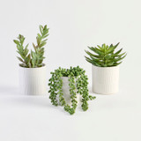 Jett Artificial Potted Succulent [MUSHJETSS26B]