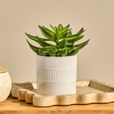 Jett Artificial Potted Succulent in Succulent by MUSE | Pillow Talk