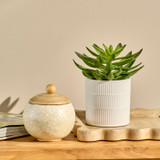 Jett Artificial Potted Succulent [MUSHJETSS26B]