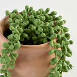 Dallas Artificial Jellybean Potted Succulent [MUSHDALSS26B]