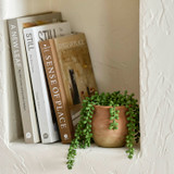 Dallas Artificial Jellybean Potted Succulent in Jellybean by MUSE | Pillow Talk