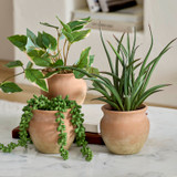 Dallas Artificial Jellybean Potted Succulent [MUSHDALSS26B]