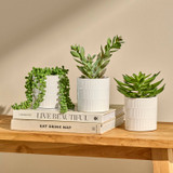 Jett Artificial Crassula Potted Succulent [MUSHJETSS26A]