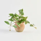 Dallas Artificial Hoya Potted Succulent [MUSHDALSS26A]