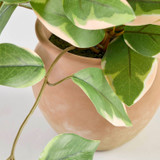 Dallas Artificial Hoya Potted Succulent [MUSHDALSS26A]