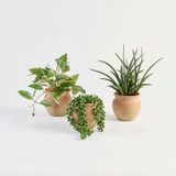 Dallas Artificial Hoya Potted Succulent [MUSHDALSS26A]