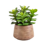 Eden Potted Succulent Large [MUSLEDENP19B]