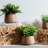 Eden Potted Succulent Large [MUSLEDENP19B]