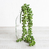 Succulent Jelly Bean Sedum Large Stem [HABLSUCCU19B]