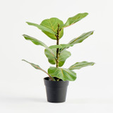 Mini Fiddle Leaf Plant [MUSLMINIF19]