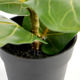 Mini Fiddle Leaf Plant [MUSLMINIF19]