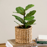 Mini Fiddle Leaf Plant [MUSLMINIF19]