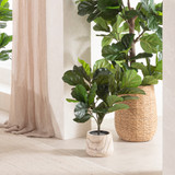 Fiddle Leaf Fig [MUSLFTREE17]