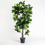 Fiddle Leaf Fig [MUSLFTREE17]