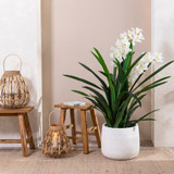 Potted Cymbidium Plant Large [MUSLPOTTED18A]