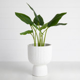 Circa White Decorative Pot [HABLCIRCA21D]
