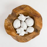 Sea Life Matte White Decorative Shells [HABLSEALI20B]