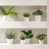 Elly Potted Succulent in Bailey, Calathea, Eucalyptus, Fern, Flapjack, Palm, Succulent by MUSE | Bailey - Small, Calathea - Medium, Eucalyptus - Small, Fern - Medium, Flapjack - Large, Palm - Large, Succulent - Small - Pillow Talk