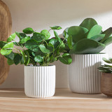 Artificial Elly Potted Succulent [MUSLELLPSS22]