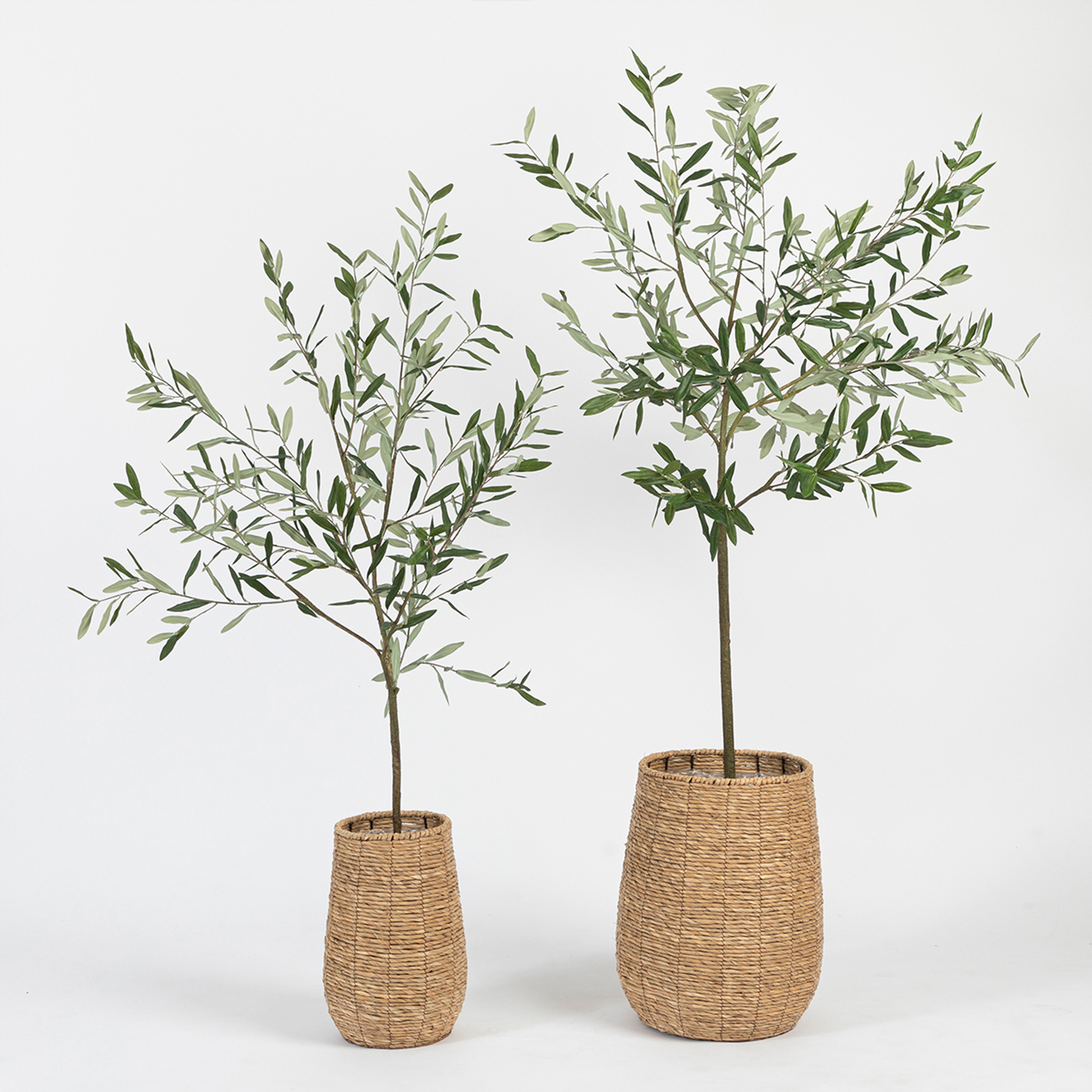 Olive Tree Podcastwidgets - 1yczpjk