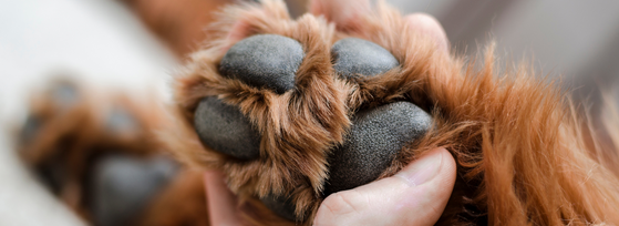 The Paws and Nose: Unsung Heroes of Your Dog's Well-Being