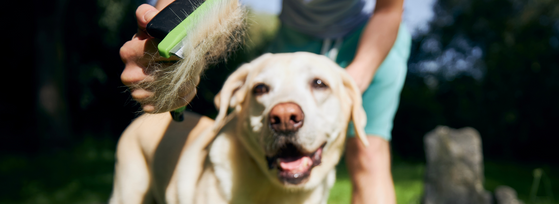 Fur Care 101: Why Your Dog's Coat Deserves Your Attention