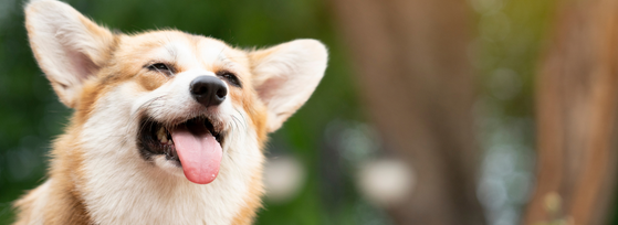 The Power of Observation: Why Checking in with Your Pet Can Save Lives