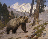 Silver Tip Grizzly Bear - Carl Rungius