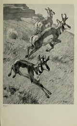 Antelope Hunting - Carl Rungius
