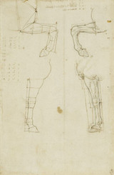 Horse's Forelegs - Leonardo Da Vinci